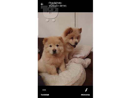 PoulaTo: Δύο όμορφες φυλές Chow Chow Girls καθαρή